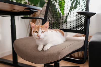Die Polsterung unserer Homeoffice Stühle ist sehr bequem und robust