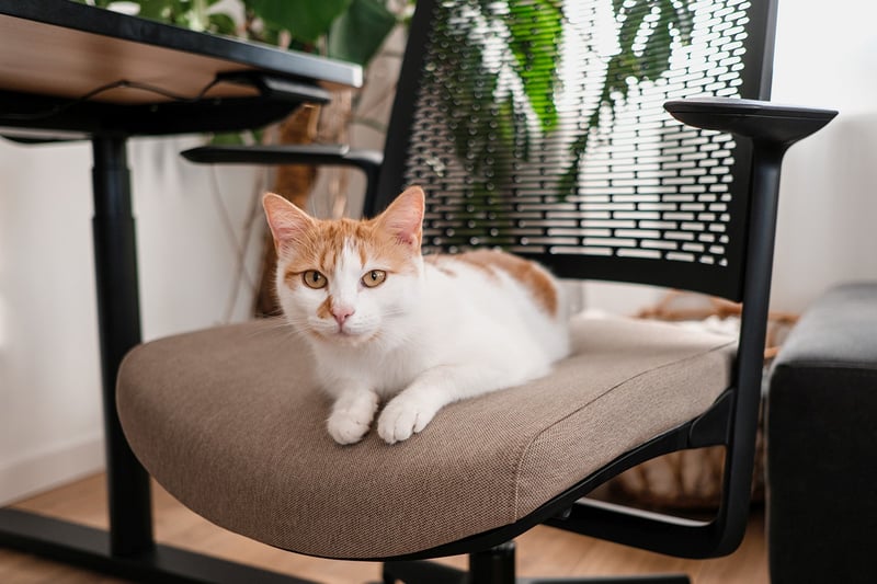 Die Polsterung unserer Homeoffice Stühle ist sehr bequem und robust